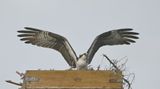DSC_5467b.jpg