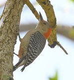 DSC_5564b.jpg