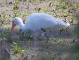 DSC_5623b.jpg