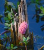 DSC_5627b.jpg