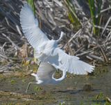 DSC_5634b.jpg