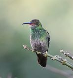 DSC_6864b.jpg