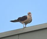 DSC_6926b.jpg