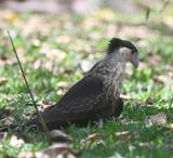 DSC_7063b.jpg