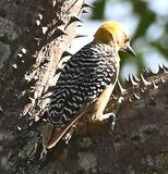 DSC_7168b.jpg