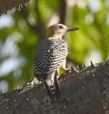 DSC_7170b.jpg