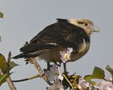 DSC_7283b.jpg