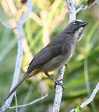 DSC_7306b.jpg