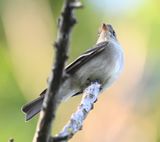 DSC_7316b.jpg