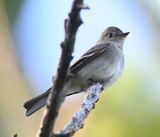 DSC_7322b.jpg