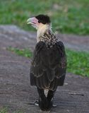 DSC_7336b.jpg