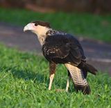 DSC_7348b.jpg