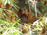 IMG_3420b.jpg