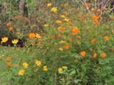 IMG_3750b.jpg
