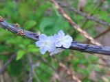 IMG_3756b.jpg