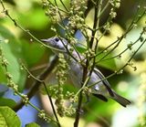 DSC_7663b.jpg
