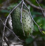 DSC_7817b.jpg