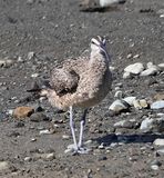 DSC_7838b.jpg