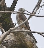DSC_8028b.jpg