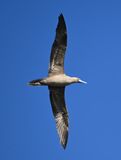 DSC_8274b.jpg