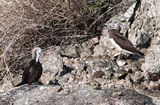 DSC_8317b.jpg