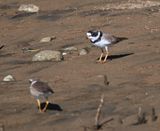 DSC_8396b.jpg