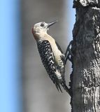 DSC_8474b.jpg
