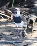 DSC_8496b.jpg