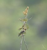 DSC_8978b.jpg
