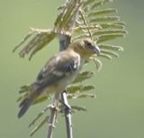 DSC_8978bb.jpg