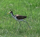 DSC_9013b.jpg