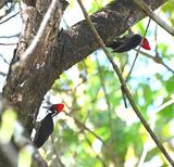 DSC_9373b.jpg