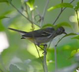 DSC_9393b.jpg