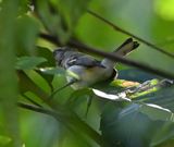 DSC_9394b.jpg