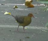 DSC_9439b.jpg