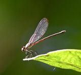 DSC_9484b.jpg