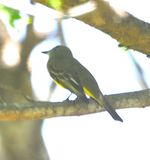 DSC_9514b.jpg