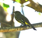 DSC_9518b.jpg