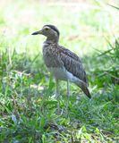 DSC_9539b.jpg