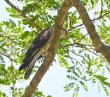 DSC_9560b.jpg