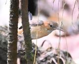 DSC_9595b.jpg