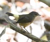 DSC_9604b.jpg