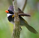 DSC_9664b.jpg