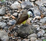 DSC_9740b.jpg