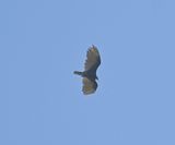 DSC_9767b.jpg