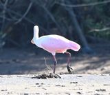 DSC_9780b.jpg