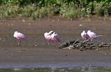 DSC_9784b.jpg