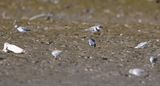 DSC_9801b.jpg