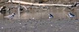 DSC_9808b.jpg