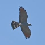 DSC_9818b.jpg